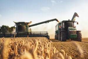 Getreideernte Wintergerste | Winter barley harvest timing