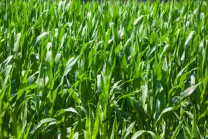 Mais Spätdüngung Juni | late maize fertilisation June