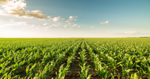spring fertiliser application