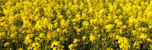 Is your Oilseed Rape Ready for Winter
